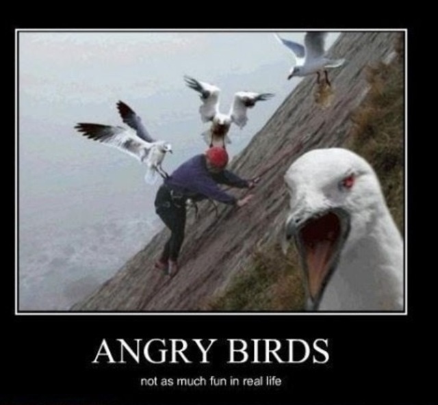 angry birds not as much fun in real life