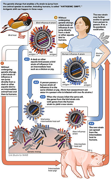 Swine Flu